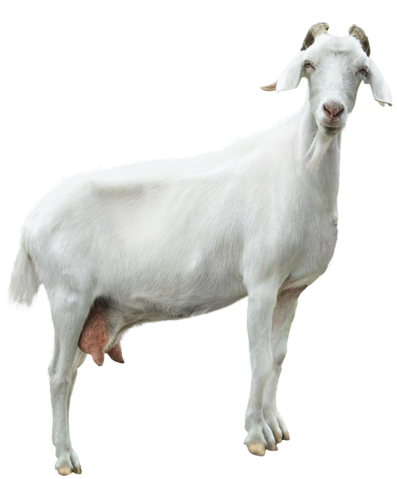 Portrait of White Goat